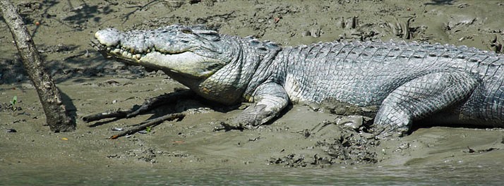 1856/Sunderban Tiger Camp - Sunderban 13.jpg